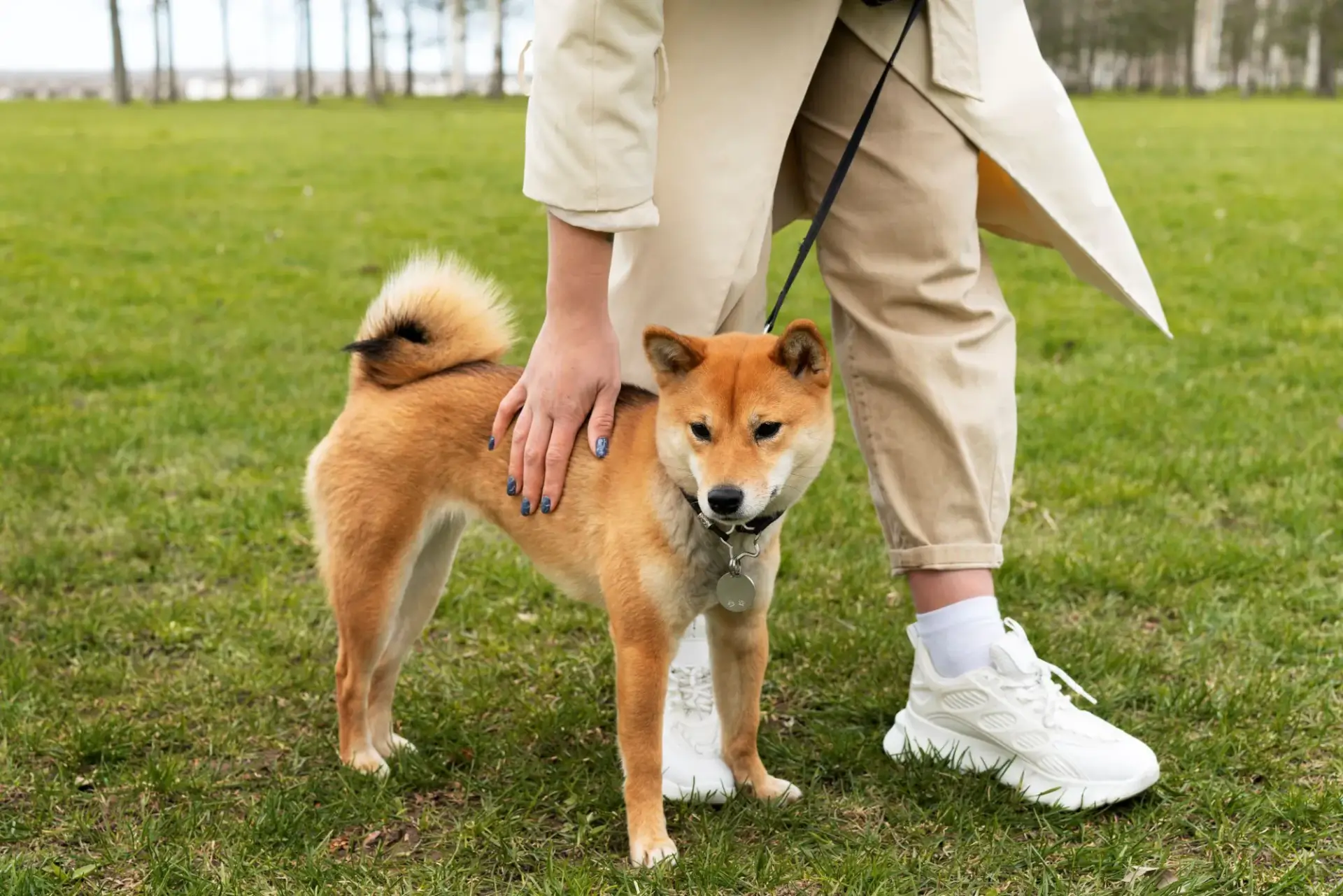 帶柴犬去散步的照片