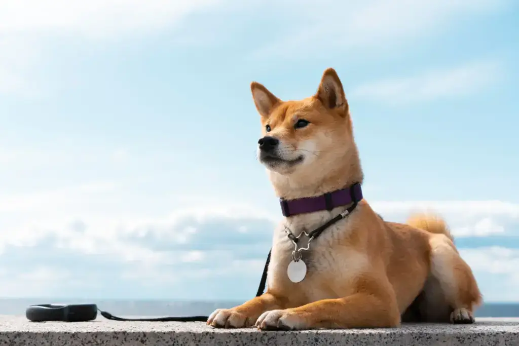 赤棕色柴犬毛色特寫，與枯柴顏色相似因而得名