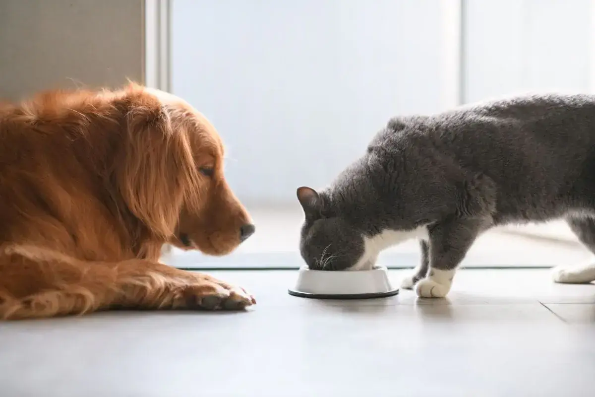 狗狗看貓吃貓飼料的圖片