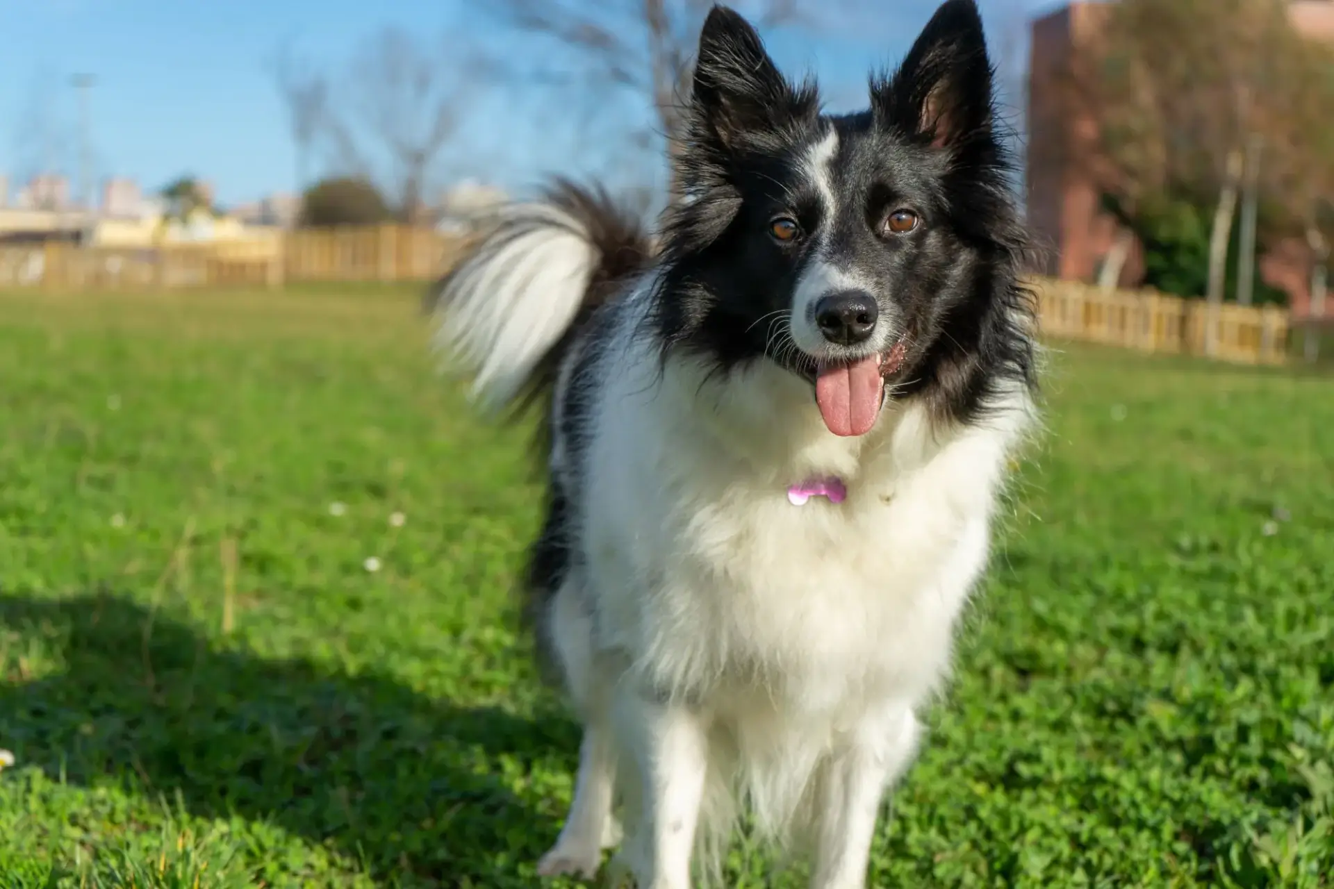 邊境牧羊犬與飼主互動照片